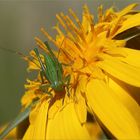 Punktierte Zartschrecke (Leptophyes punctatissima).