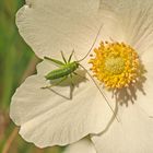 Punktierte Zartschrecke (Leptophyes punctatissima)