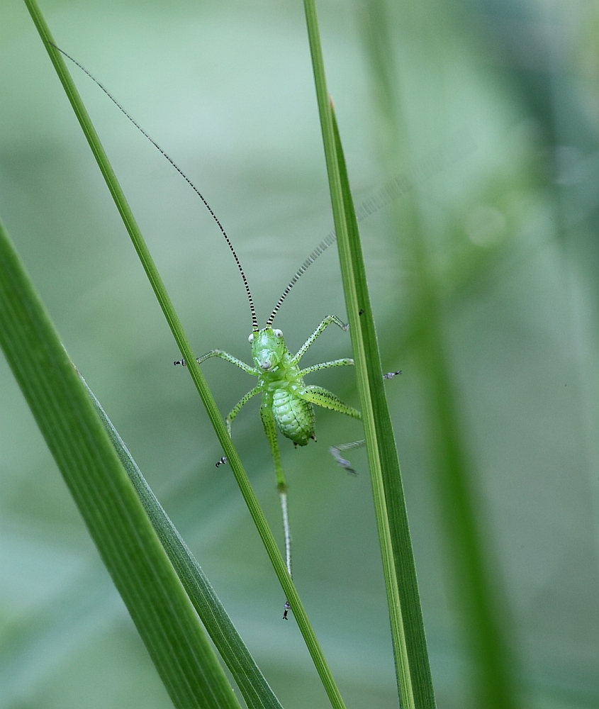 Punktierte Zartschrecke (Leptophyes punctatissima)