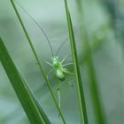 Punktierte Zartschrecke (Leptophyes punctatissima)