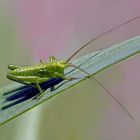 Punktierte Zartschrecke (Leptophyes punctatissima). - Dès qu'on l'approche, elle saute!