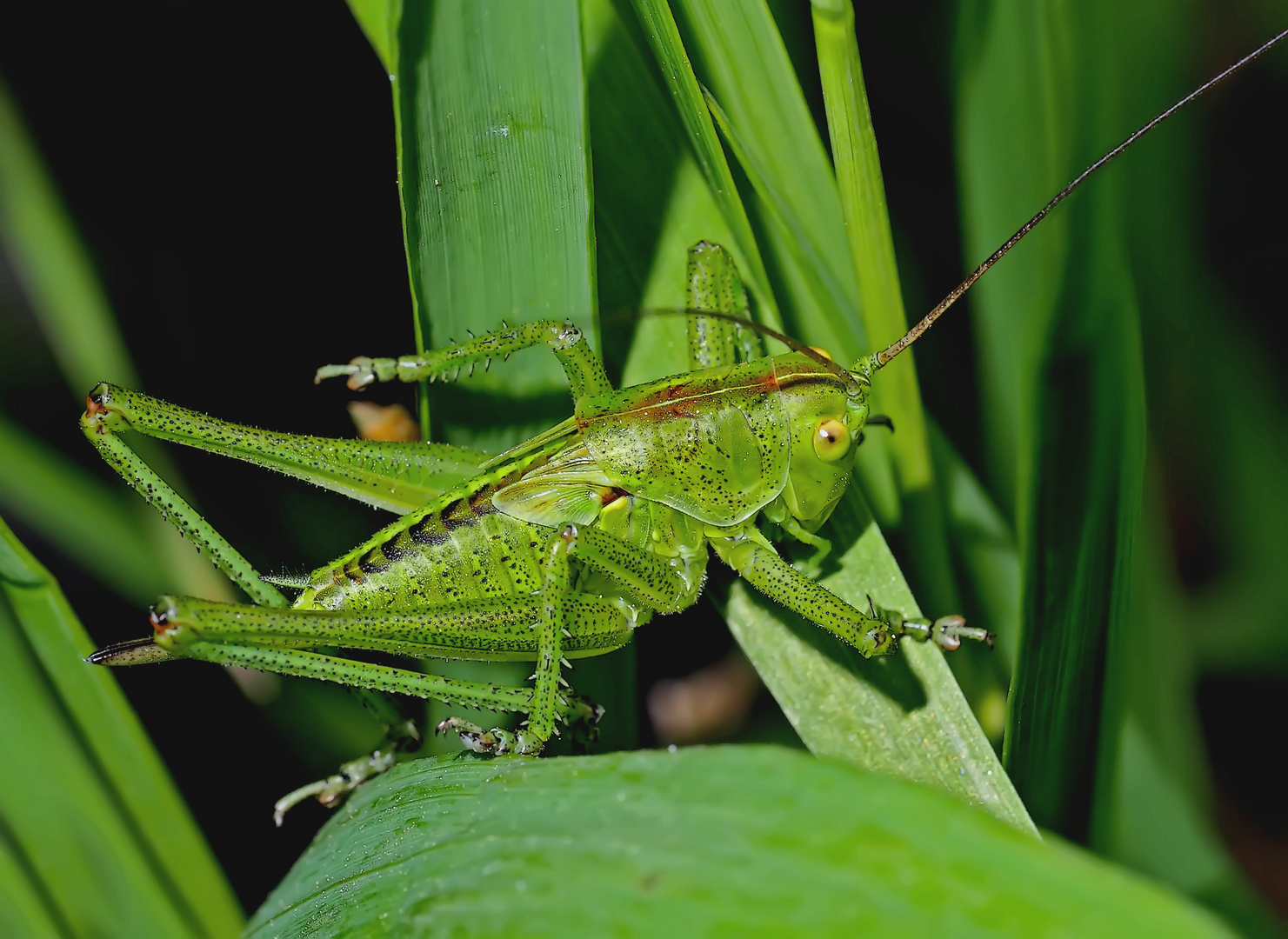 Punktierte Zartschrecke (Leptophyes punctatissima). - Dès qu'on l'approche, elle saute!