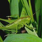 Punktierte Zartschrecke (Leptophyes punctatissima). - Dès qu'on l'approche, elle saute!