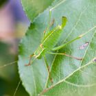 Punktierte Zartschrecke Leptophyes punctatissima