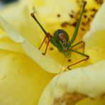 Punktierte Zartschrecke (Leptophyes punctatissima) (II)