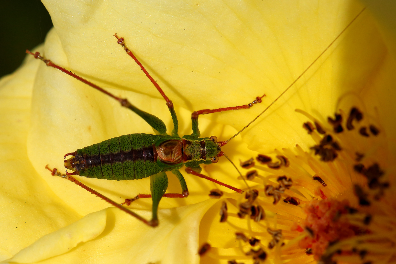 Punktierte Zartschrecke (Leptophyes punctatissima) (III)