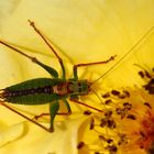 Punktierte Zartschrecke (Leptophyes punctatissima) (III)