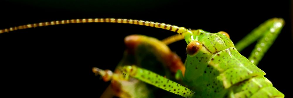 Punktierte Zartschrecke (Leptophyes punctatissima) (IV)