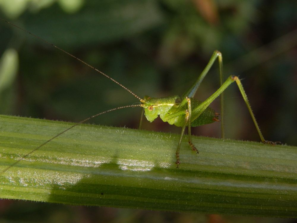 Punktierte Zartschrecke (Leptophyes punctatissima) - Larve