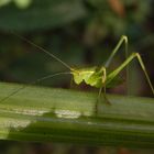 Punktierte Zartschrecke (Leptophyes punctatissima) - Larve