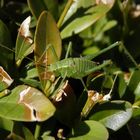 Punktierte Zartschrecke (Leptophyes punctatissima) - Larve