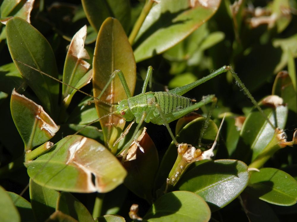 Punktierte Zartschrecke (Leptophyes punctatissima) - Larve