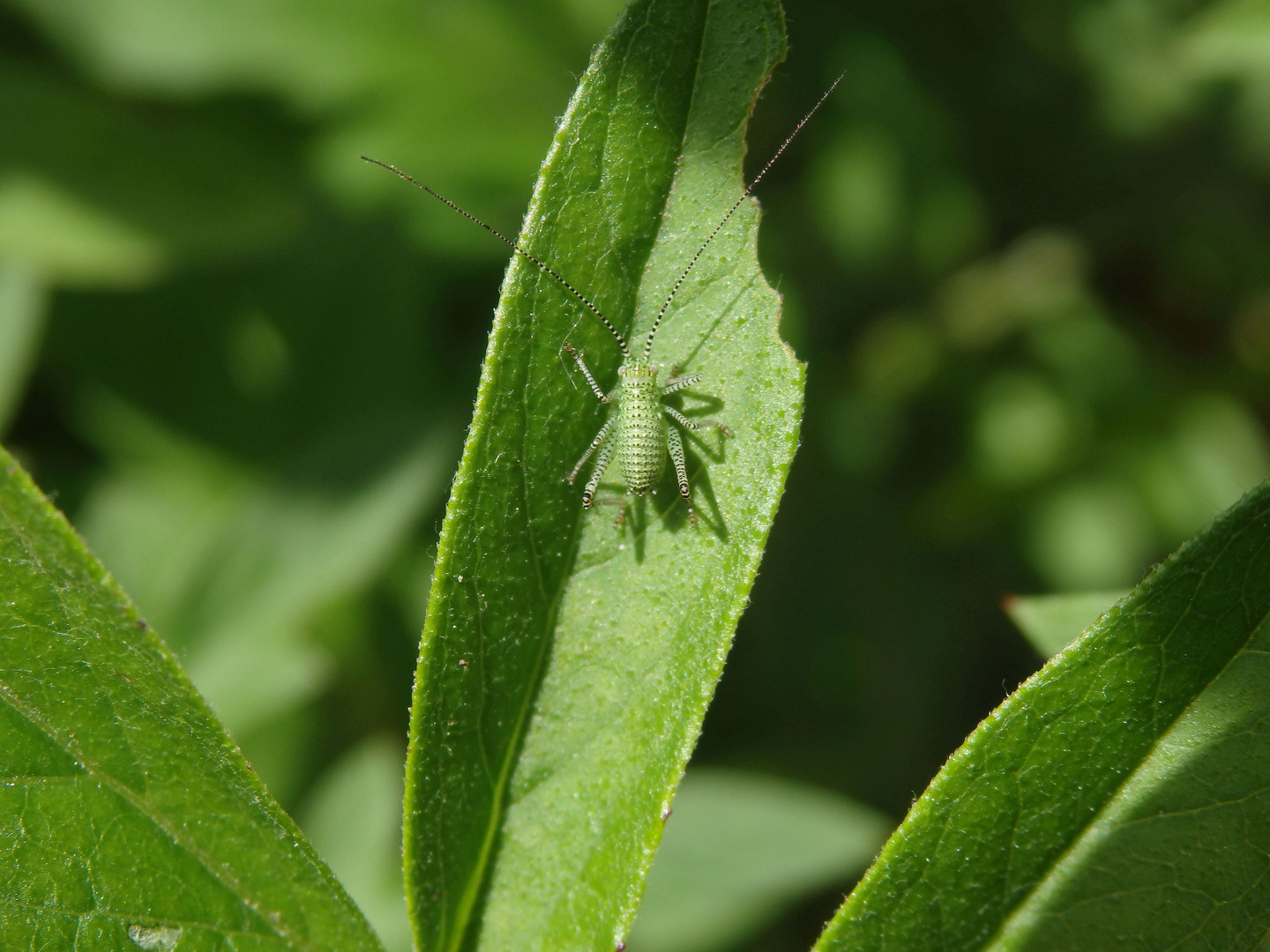 Punktierte Zartschrecke (Leptophyes punctatissima) - Larve