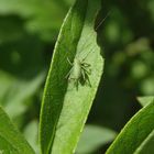 Punktierte Zartschrecke (Leptophyes punctatissima) - Larve