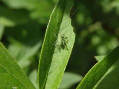 Punktierte Zartschrecke (Leptophyes punctatissima) - Larve