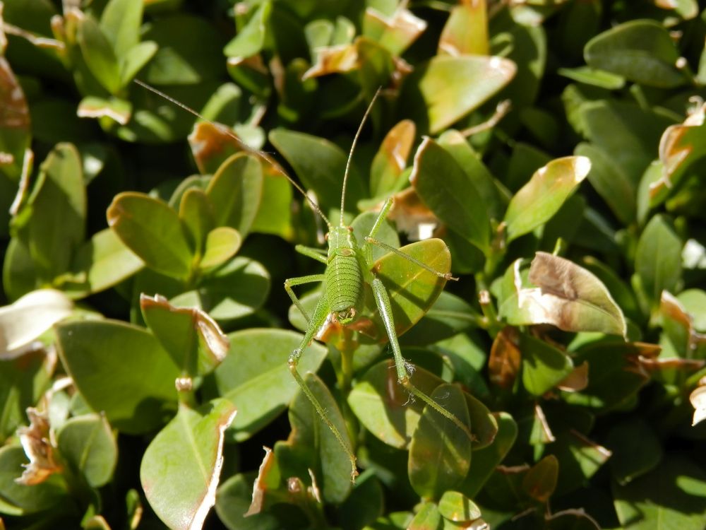 Punktierte Zartschrecke (Leptophyes punctatissima) - Larve