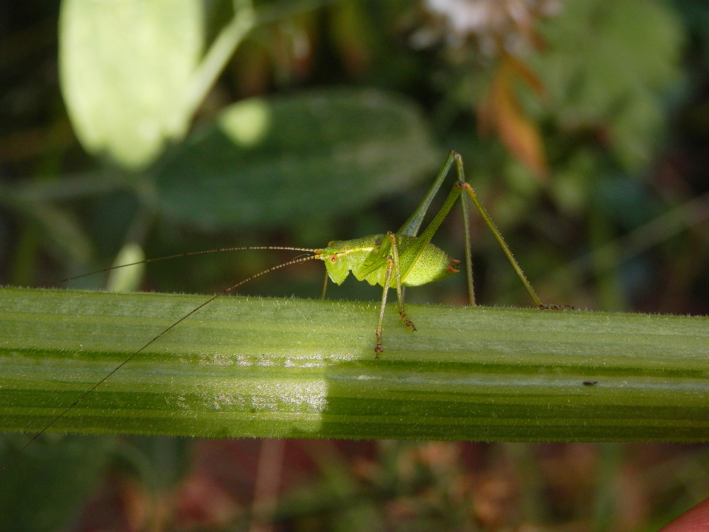 Punktierte Zartschrecke (Leptophyes punctatissima) - Larve