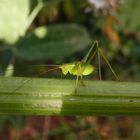 Punktierte Zartschrecke (Leptophyes punctatissima) - Larve