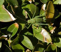 Punktierte Zartschrecke (Leptophyes punctatissima) - Larve