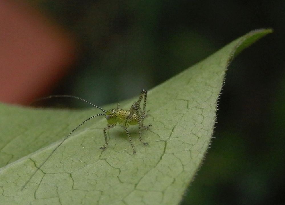 Punktierte Zartschrecke (Leptophyes punctatissima) - Larvenstadium