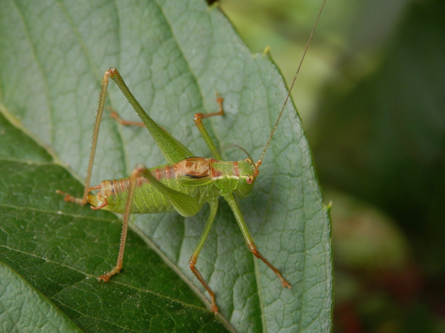 Punktierte Zartschrecke (Leptophyes punctatissima) - Männchen