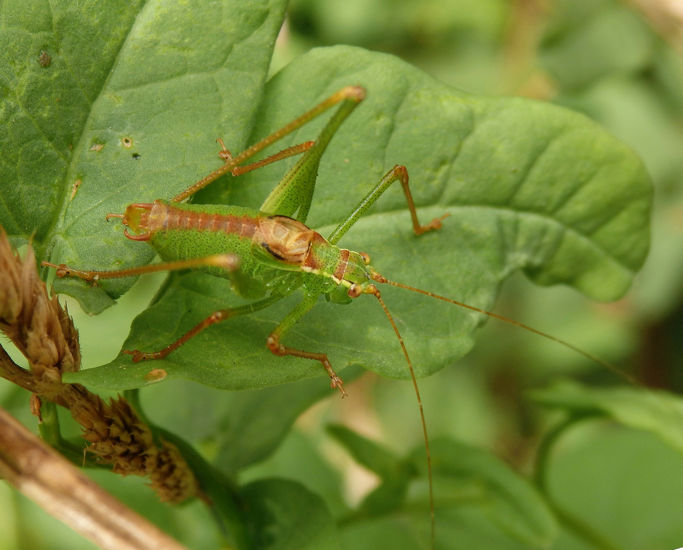 Punktierte Zartschrecke (Leptophyes punctatissima) - Männchen