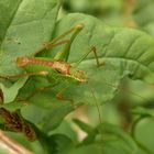 Punktierte Zartschrecke (Leptophyes punctatissima) - Männchen