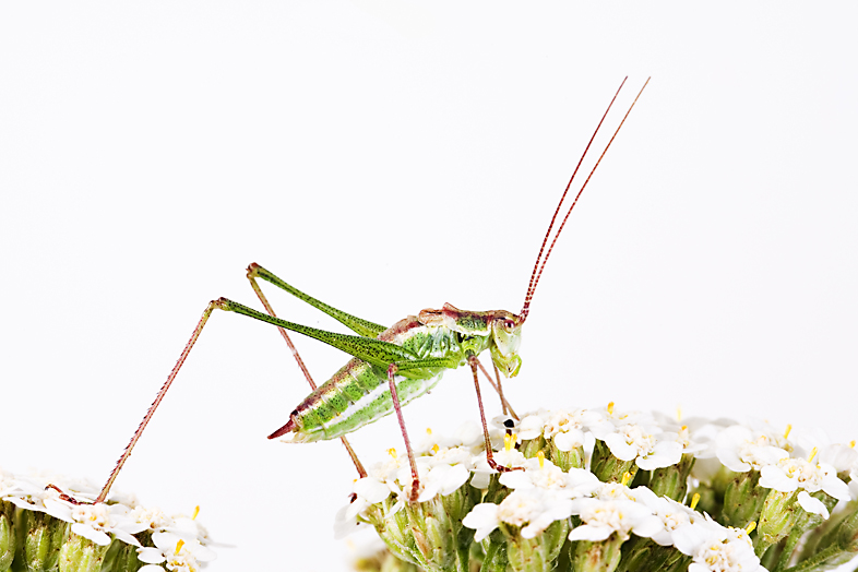 Punktierte Zartschrecke (Leptophyes punctatissima) männlich - Bush Cricket (Leptophyes punctatissim