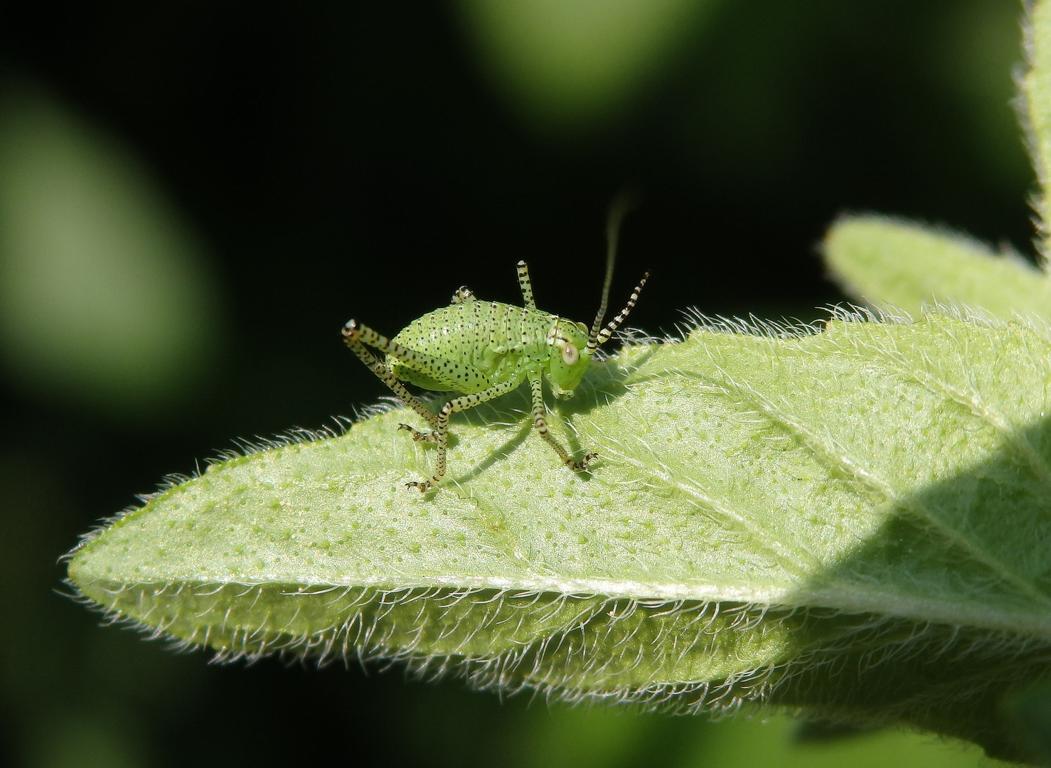 Punktierte Zartschrecke (Leptophyes punctatissima) - Nymphe