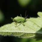 Punktierte Zartschrecke (Leptophyes punctatissima) - Nymphe