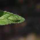 Punktierte Zartschrecke (Leptophyes punctatissima) - Nymphe