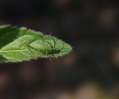 Punktierte Zartschrecke (Leptophyes punctatissima) - Nymphe