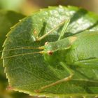 Punktierte Zartschrecke (Leptophyes punctatissima) - Weibchen