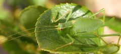 Punktierte Zartschrecke (Leptophyes punctatissima) - Weibchen