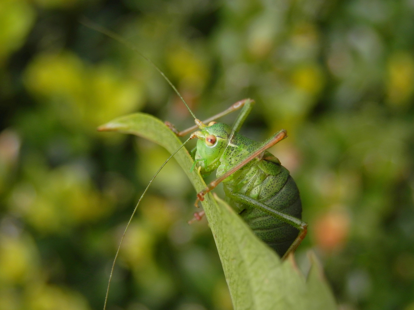 Punktierte Zartschrecke (Leptophyes punctatissima) - Weibchen