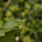 Punktierte Zartschrecke (Leptophyes punctatissima) - Weibchen