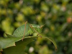 Punktierte Zartschrecke (Leptophyes punctatissima) - Weibchen