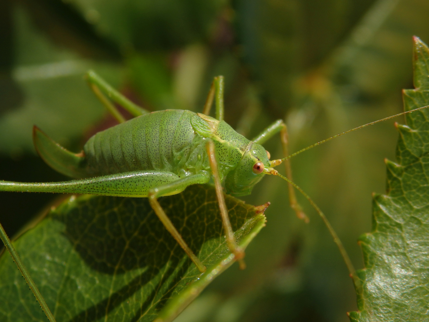 Punktierte Zartschrecke (Leptophyes punctatissima) - Weibchen