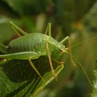 Punktierte Zartschrecke (Leptophyes punctatissima) - Weibchen