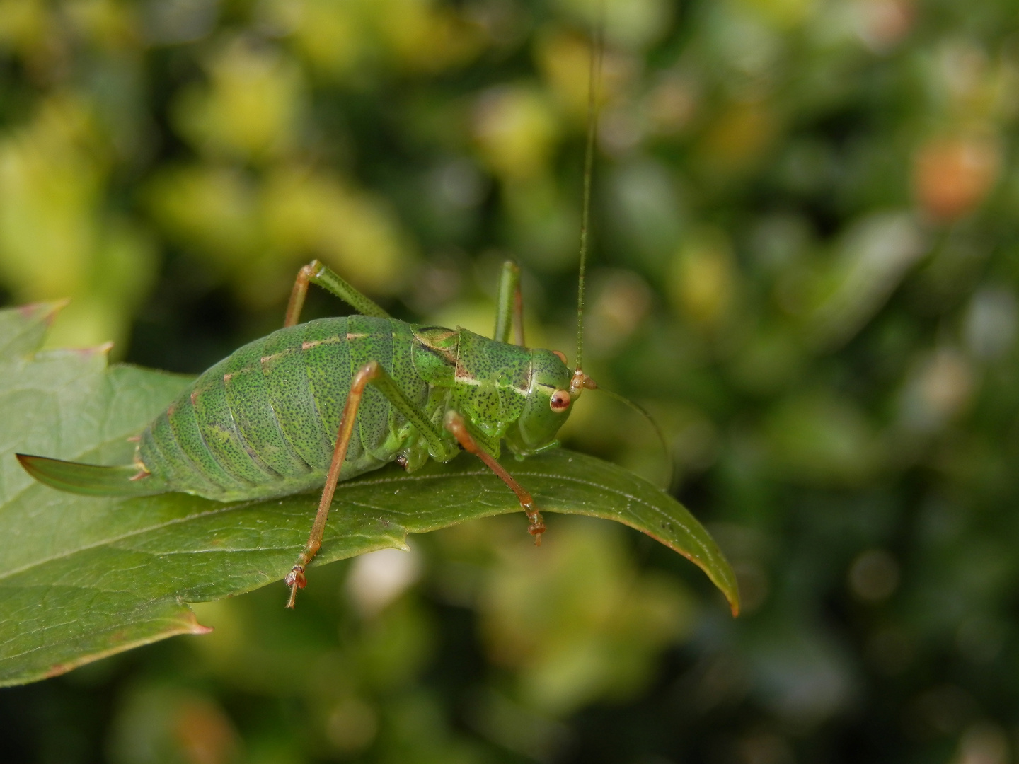 Punktierte Zartschrecke (Leptophyes punctatissima) - Weibchen