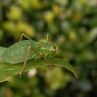 Punktierte Zartschrecke (Leptophyes punctatissima) - Weibchen