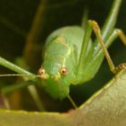 Punktierte Zartschrecke (Leptophyes punctatissima) - Weibchen