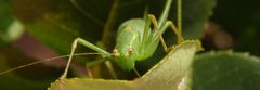 Punktierte Zartschrecke (Leptophyes punctatissima) - Weibchen