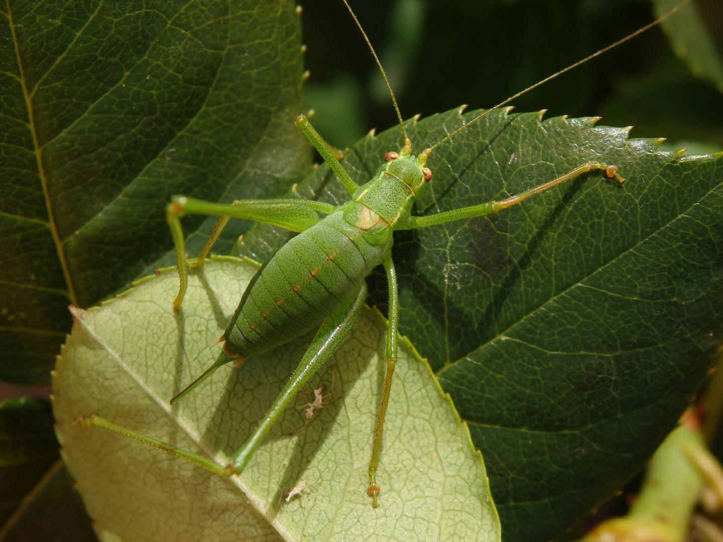 Punktierte Zartschrecke (Leptophyes punctatissima) - Weibchen