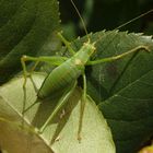 Punktierte Zartschrecke (Leptophyes punctatissima) - Weibchen