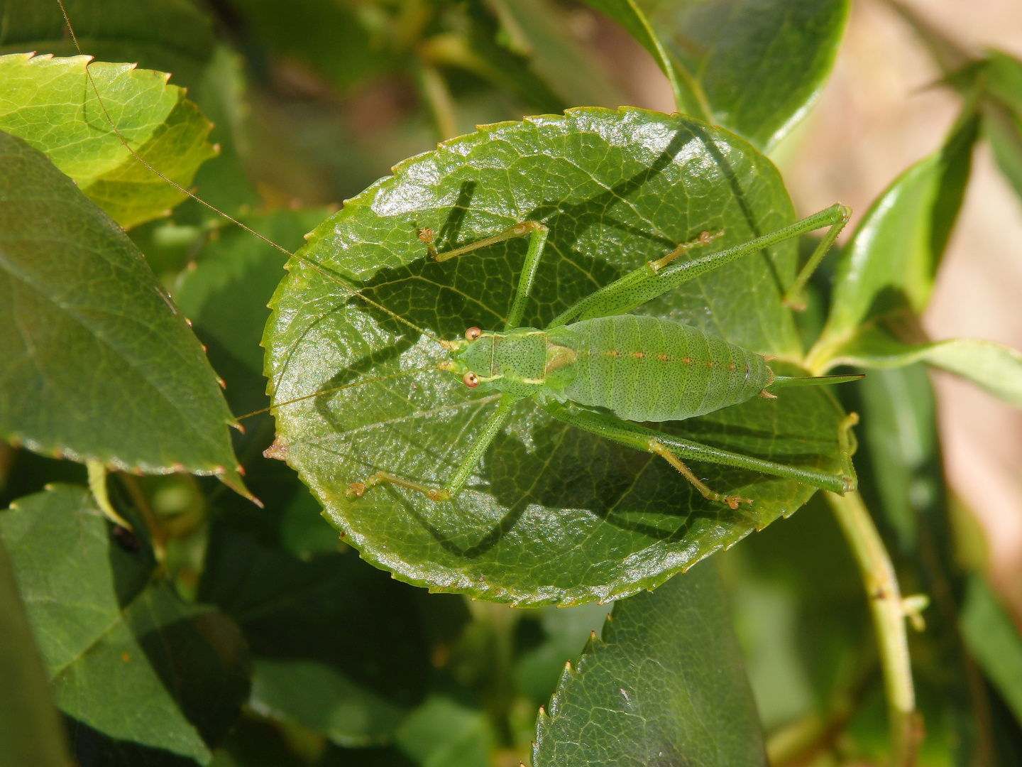 Punktierte Zartschrecke (Leptophyes punctatissima) - Weibchen