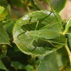 Punktierte Zartschrecke (Leptophyes punctatissima) - Weibchen