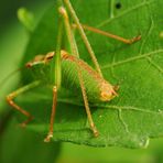 Punktierte Zartschrecke ( Macro-Aufnahme )