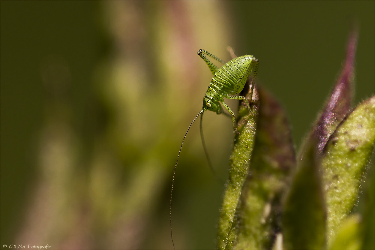 Punktierte Zartschrecke (Männchen)