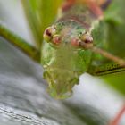 Punktierte Zartschrecke - Portrait